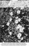 P-1054