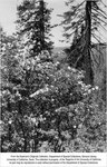 P-1066