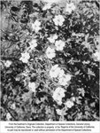 P-1075